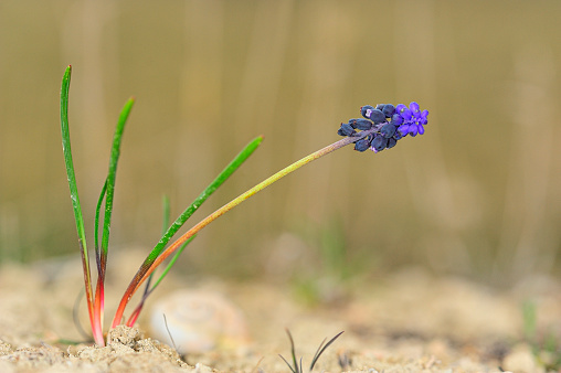 Muscari neglectum, commonly known as Nazarene.