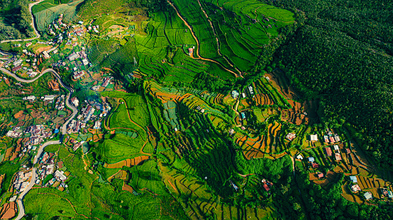 Aerial drone view of tea fields in Nuwara Eliya, Sri Lanka