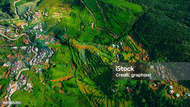Aerial Drone View Of Tea Fields In Nuwara Eliya Sri Lanka Stock Photo - Download Image Now