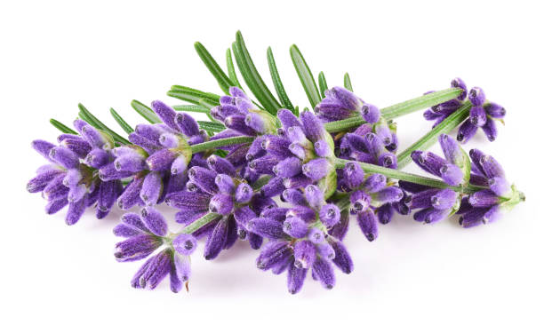 fiori di lavanda isolati su priorità bassa bianca - flower head close up cut flowers cut out foto e immagini stock