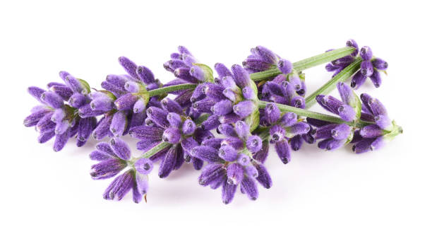 istock Lavender flowers isolated on white background 1401505350