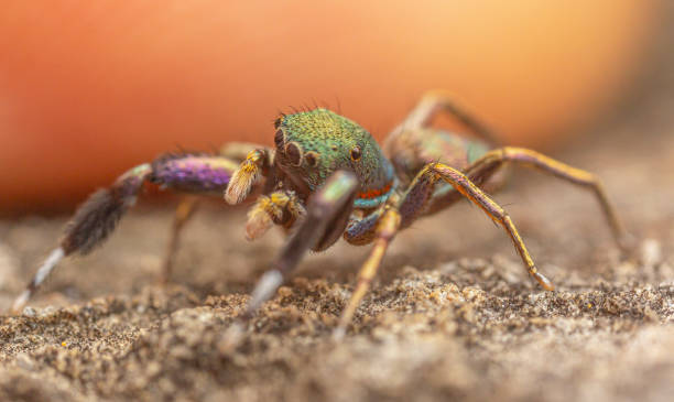 istock jumping spider with beautiful color. 1401505705