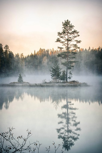 Morning fog over a beautiful lake surrounded by pine forest stock photo. Outdoors / Nature background