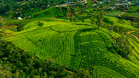 Aerial drone view of tea plantation in Nuwara Eliya, Sri Lanka