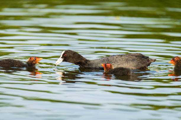 Eurasia coot's mother is feeding her children