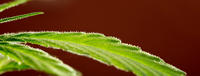 supermacro on cannabis indica leaf with dark red background. Fantastic marijuana leaf with brown background and details