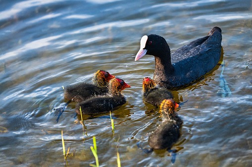 Eurasia coot is feeding her children