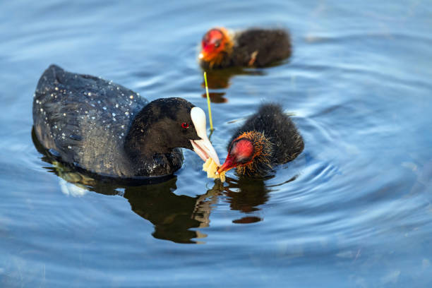 Eurasia coot's mother is feeding her children