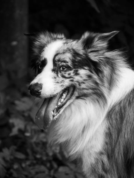 istock blue eyed grey white black pure border collie dog 1401509973