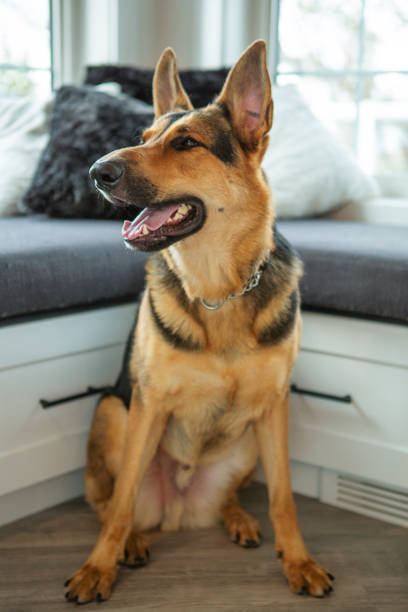 istock German shepherd sitting on hardwood floor 1401510147