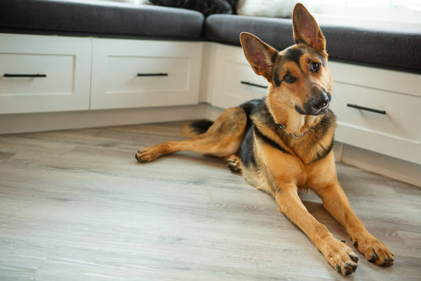 istock German shepherd laying on hardwood floor 1401510163