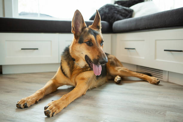 istock German shepherd laying on hardwood floor 1401510186