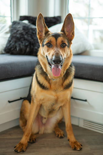 German Shepherd sitting in living room corner looking away