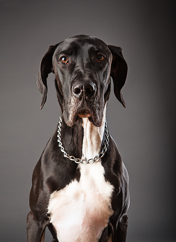 Portrait of a German short-haired pointer.See my Dog Portrait Lightbox here: