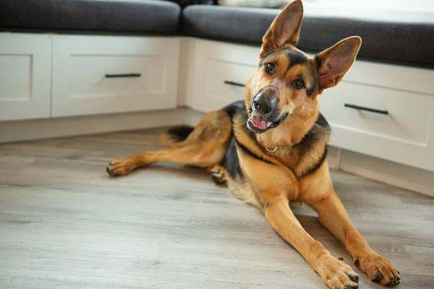 berger allemand couché sur un plancher de bois franc - german shepherd photos et images de collection