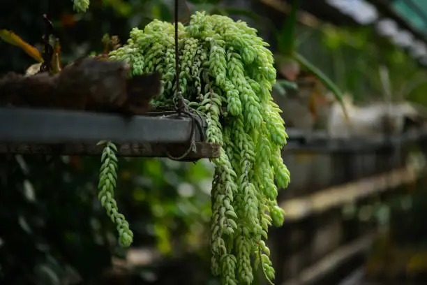 Photo of Sedum morganianum in pot hanging, is popular succulent with trailing stems and fleshy blue-green leaves