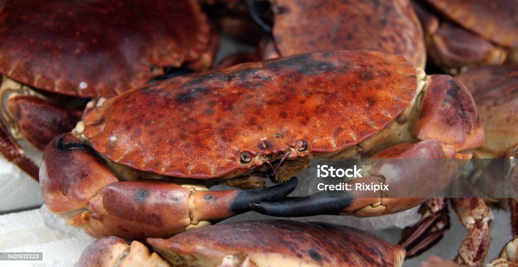 Fresh Crab For Sale At A Fish Market Stock Photo - Download Image Now