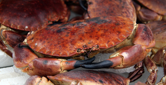 Fresh Crab For Sale At A Fish Market 照片檔及更多 健康的生活方式 照片 - 健康的生活方式, 健康飲食