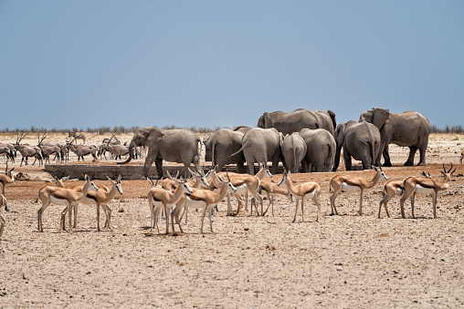 Elephants at waterhole while oryx and impala antelopes are waiting for their turn, Etosha national park, Namibia, Africa
