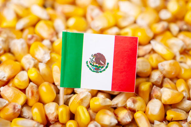 istock Flag of Mexico on harvested corn 1401512500