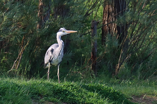 08 may 2022, Basse Yutz, Yutz, Thionville Portes de France, Moselle, Lorraine, Grand Est, France. In the spring, in a public park, a Gray heron landed in the grass, at the edge of a pond. He is on his guard.
