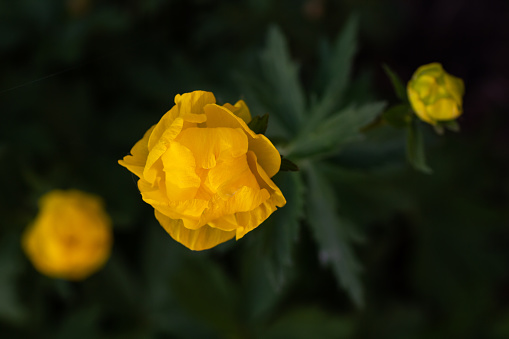 Bright yellow flower on dark green background. Top view, macro photography