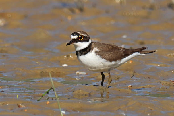 istock Petit Gravelot - Little Ringed Plover (Charadrius dubius). 1401514028
