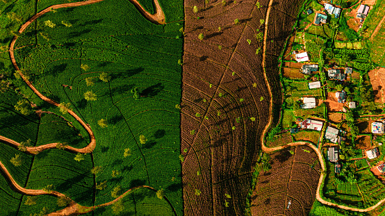 Aerial drone view of tea plantation in Nuwara Eliya, Sri Lanka