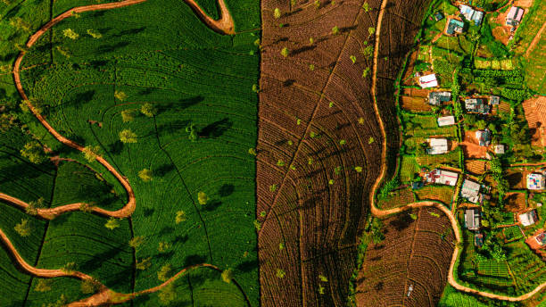 vista aérea de drone da plantação de chá em nuwara eliya, sri lanka - ponto de referência natural - fotografias e filmes do acervo