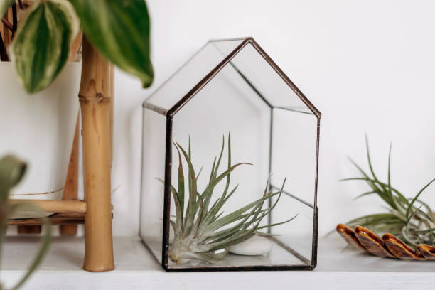 istock Glass florarium with tillandsia on a shelf on a white wall.Bright authentic home interior.Home gardening,urban jungle,biophilic design. 1401514838