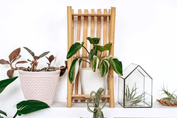 Bright authentic home interior.Shelves with indoor plants and decor.Home gardening,urban jungle,biophilic design.Selective focus.