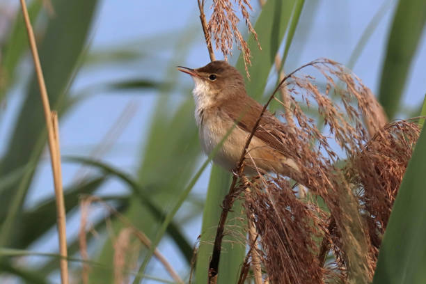 istock Rousserolle effarvatte - Eurasian Reed Warbler (Acrocephalus scirpaceus). 1401515043