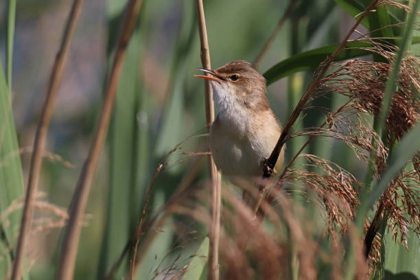 istock Rousserolle effarvatte - Eurasian Reed Warbler (Acrocephalus scirpaceus). 1401515053