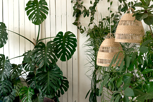 Bright authentic home interior.Indoor plants against a white wall and wicker lampshades.Home gardening,urban jungle,biophilic design.Selective focus.