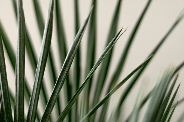 Green palm leaves close-up.Natural background.Urban jungle concept.Biophilic design. stock photo