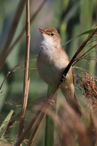 Rousserolle effarvatte - Eurasian Reed Warbler (Acrocephalus scirpaceus). 25 may 2022, Basse Ham, Thionville Portes de France, Moselle, Lorraine, Grand Est, France. In spring, in a reedbed, on the banks of the Moselle river, an Eurasian Reed Warbler perched on an old branch. She looks up and sings. marsh warbler stock pictures, royalty-free photos & images
