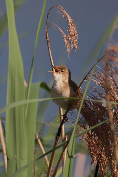 Rousserolle effarvatte - Eurasian Reed Warbler (Acrocephalus scirpaceus).