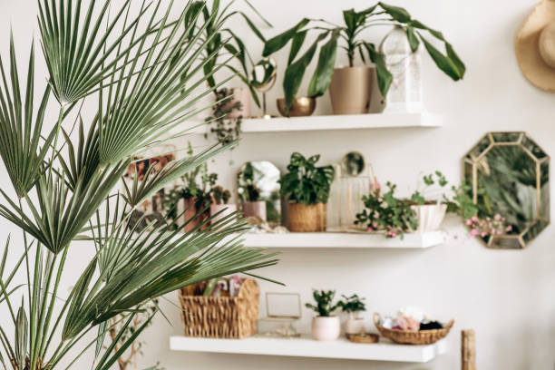 Bright authentic home interior.Shelves with indoor plants and decor.Home gardening,urban jungle,biophilic design. stock photo