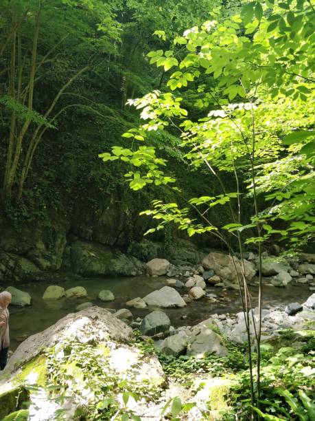 istock forest creek in Dogancay Sakarya 1401515482