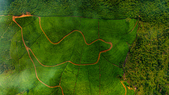 Aerial drone view of tea plantation in Nuwara Eliya, Sri Lanka