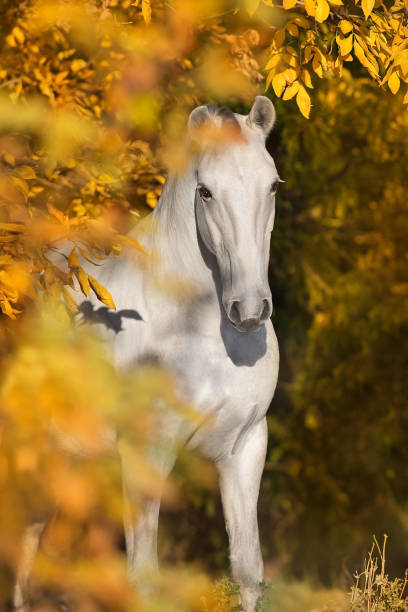 istock Beautiful horse portrait in fall 1401515588