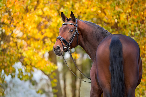 Horse in bridle against yellow and red autumn trees