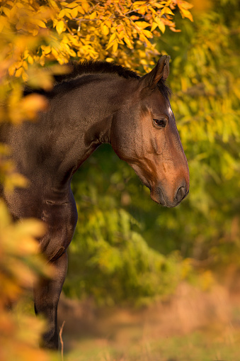 Horse portrait in autumn landscape