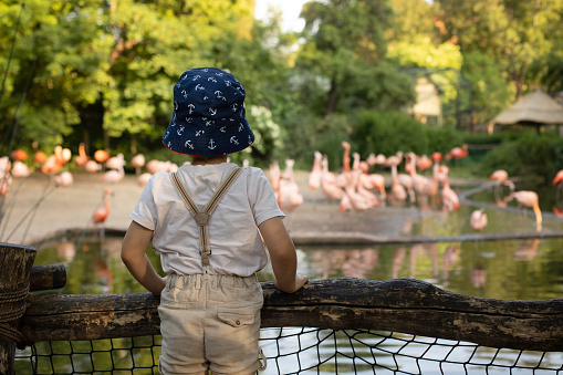 Beautiful flaming birds in a pond, child contemplating them, taking pictures, admiring them
