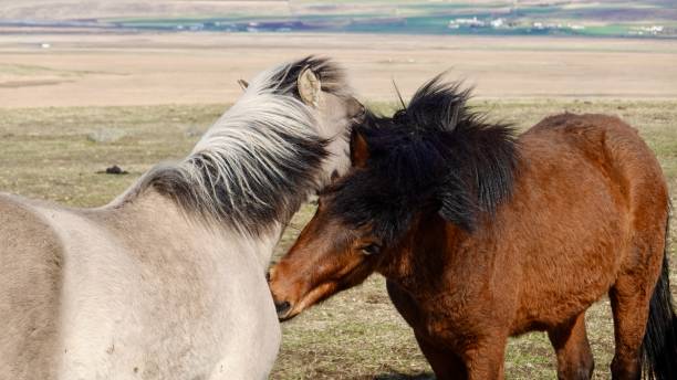 istock Icelandic horses in icelandic countryside. 1401515714