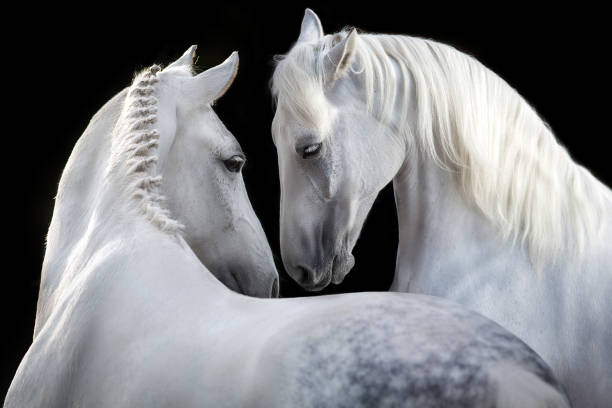 白い馬の肖像画のカップル - young animal beautiful horse mammal ストックフォトと��画像