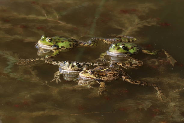 istock Laughing frog & Common frog - Common frog & Marsh frog (Pelophylax kl. esculentus & Pelophylax ridibundus). 1401515806