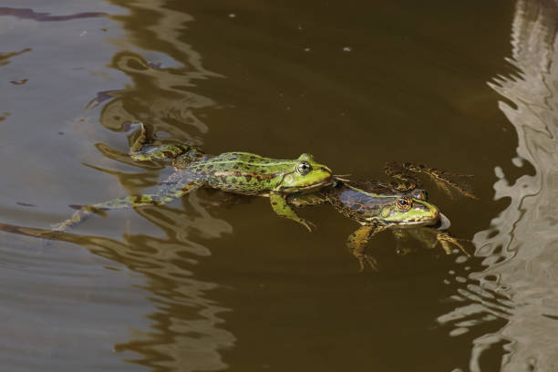 istock Laughing frog & Common frog - Common frog & Marsh frog (Pelophylax kl. esculentus & Pelophylax ridibundus). 1401515818