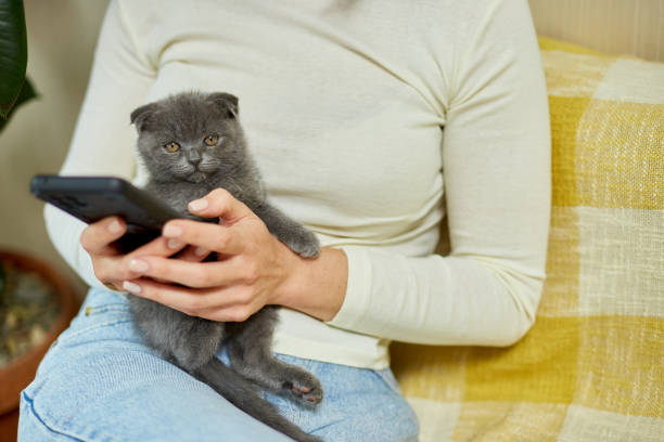 istock Woman with scottish kitten on the sofa with phone, chatting using smartphone 1401515970