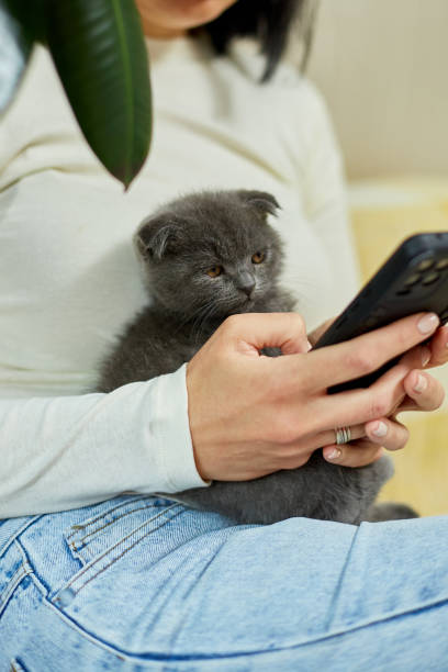 istock Woman with scottish kitten on the sofa with phone, chatting using smartphone 1401515972